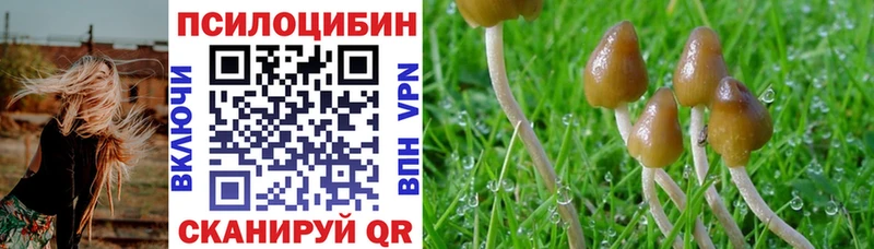 Псилоцибиновые грибы Cubensis  Вытегра 